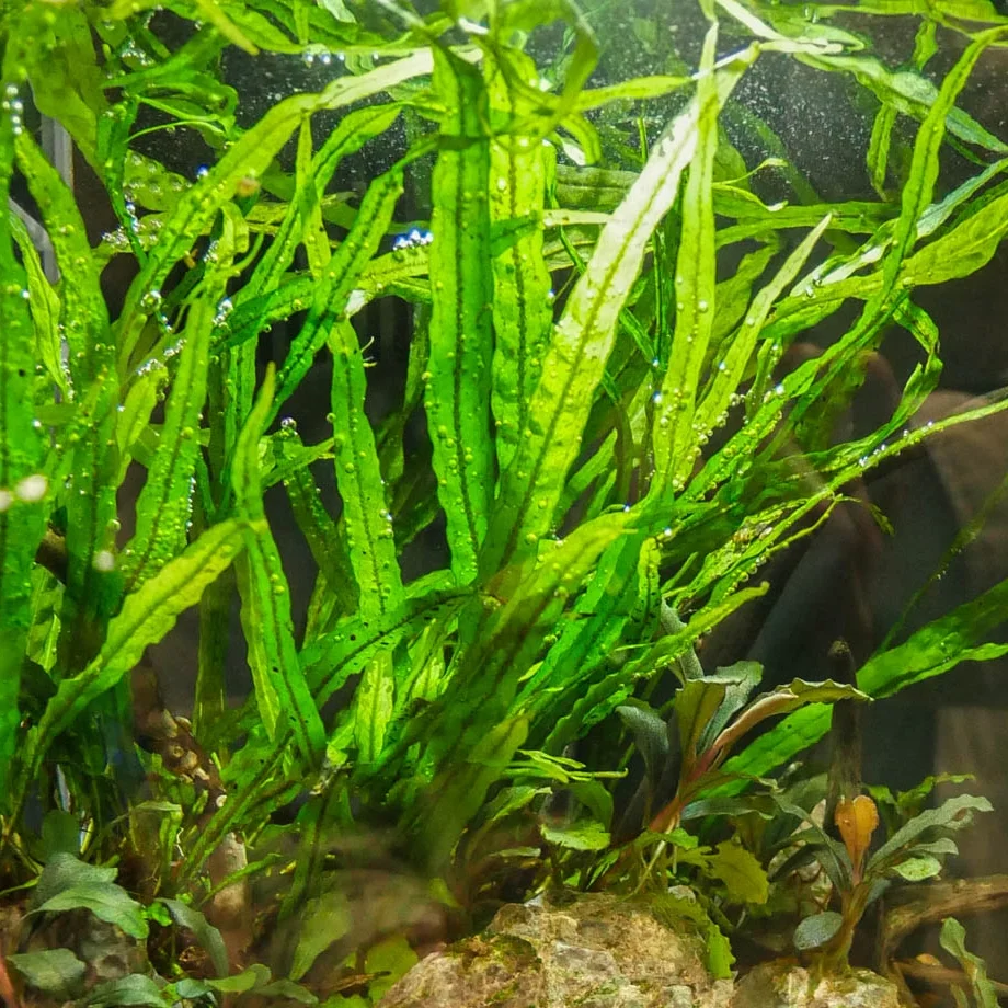Java Fern Narrow Leaf Mat