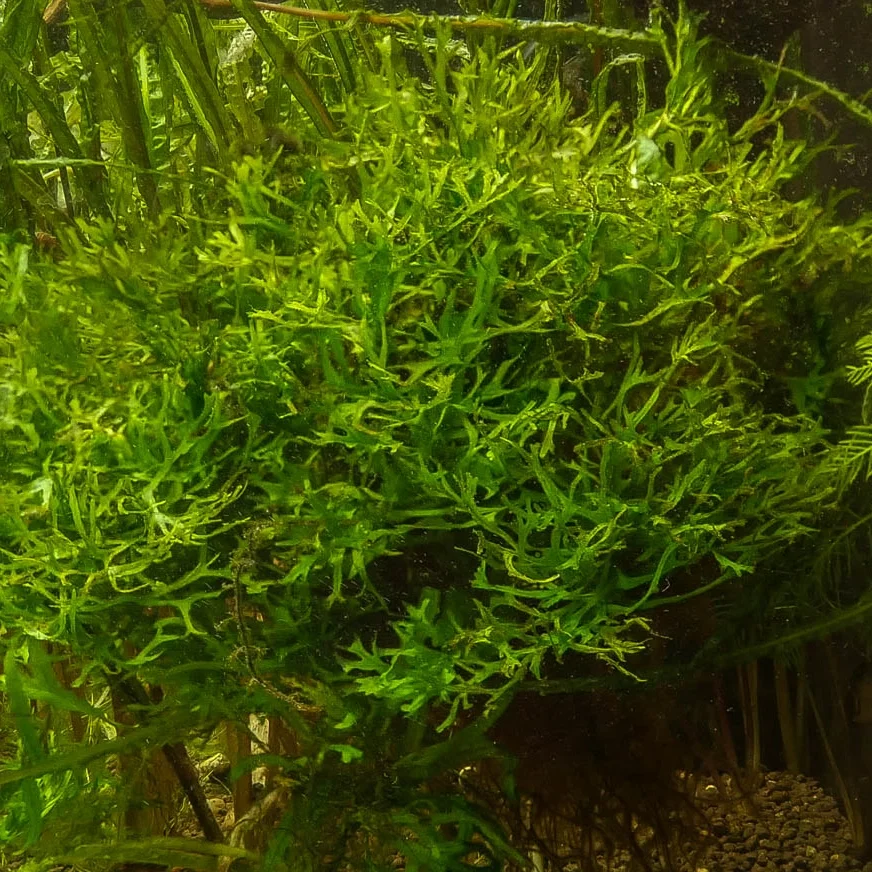 Java Fern Lace