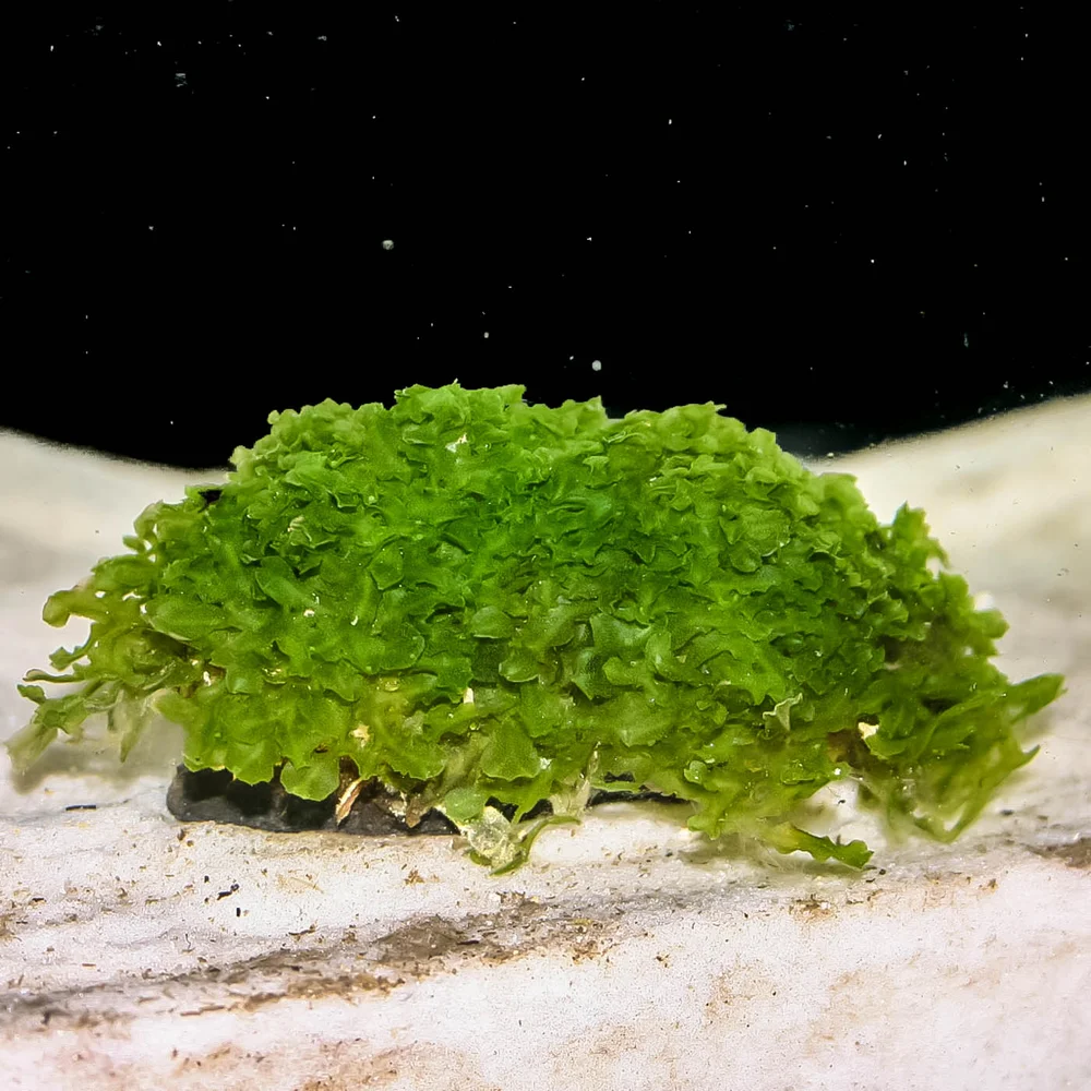 Christmas Moss Portion