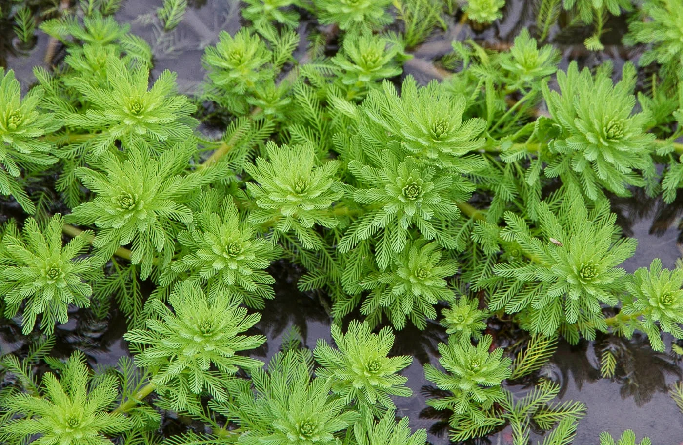 Myriophyllum aquaticum — Florida Aquatic Nurseries