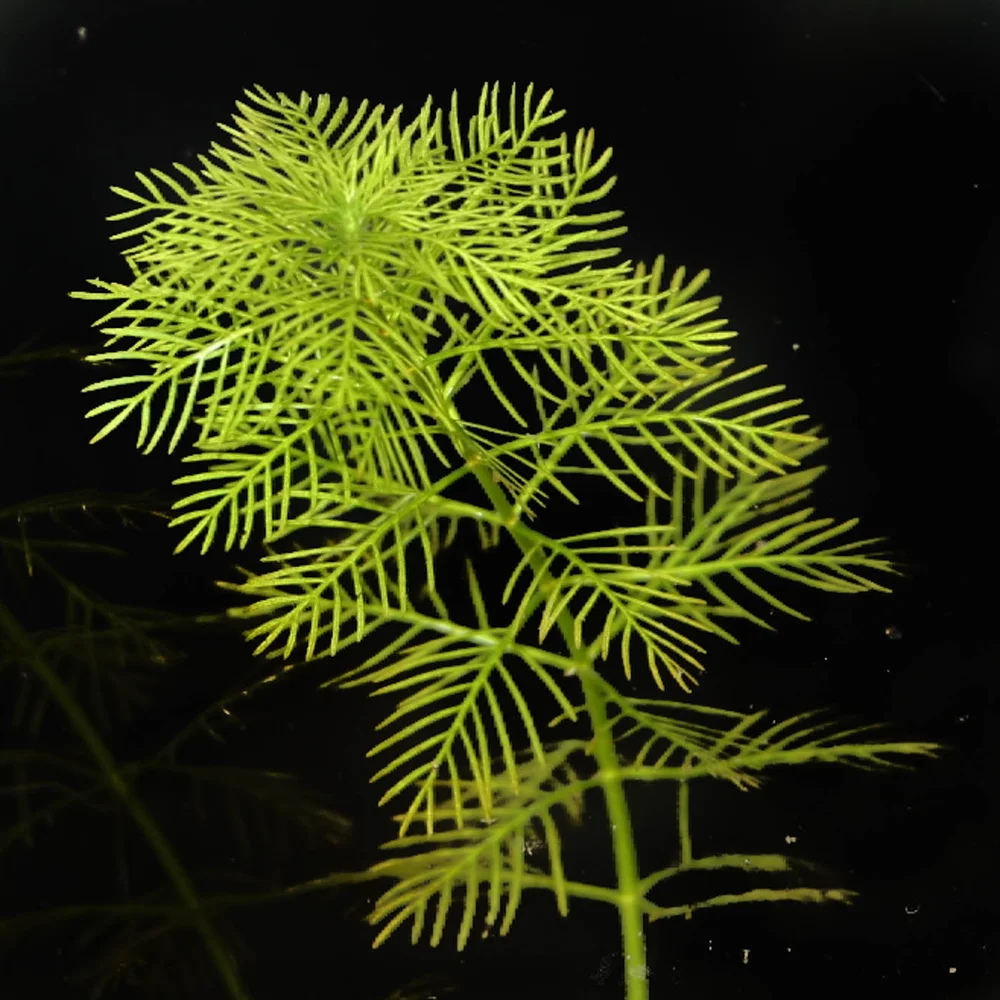 Myriophyllum Guyana T/C Cup