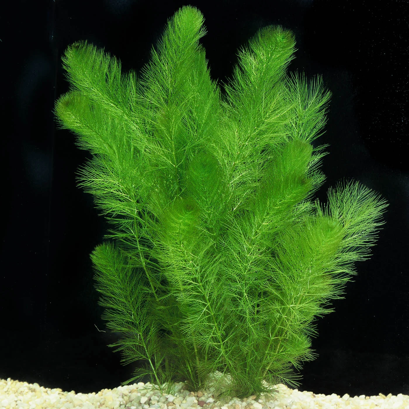 Myriophyllum simulans — Florida Aquatic Nurseries