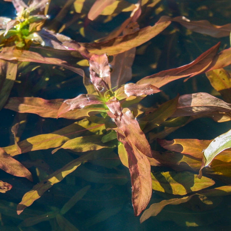 Aquarium Plants — Florida Aquatic Nurseries