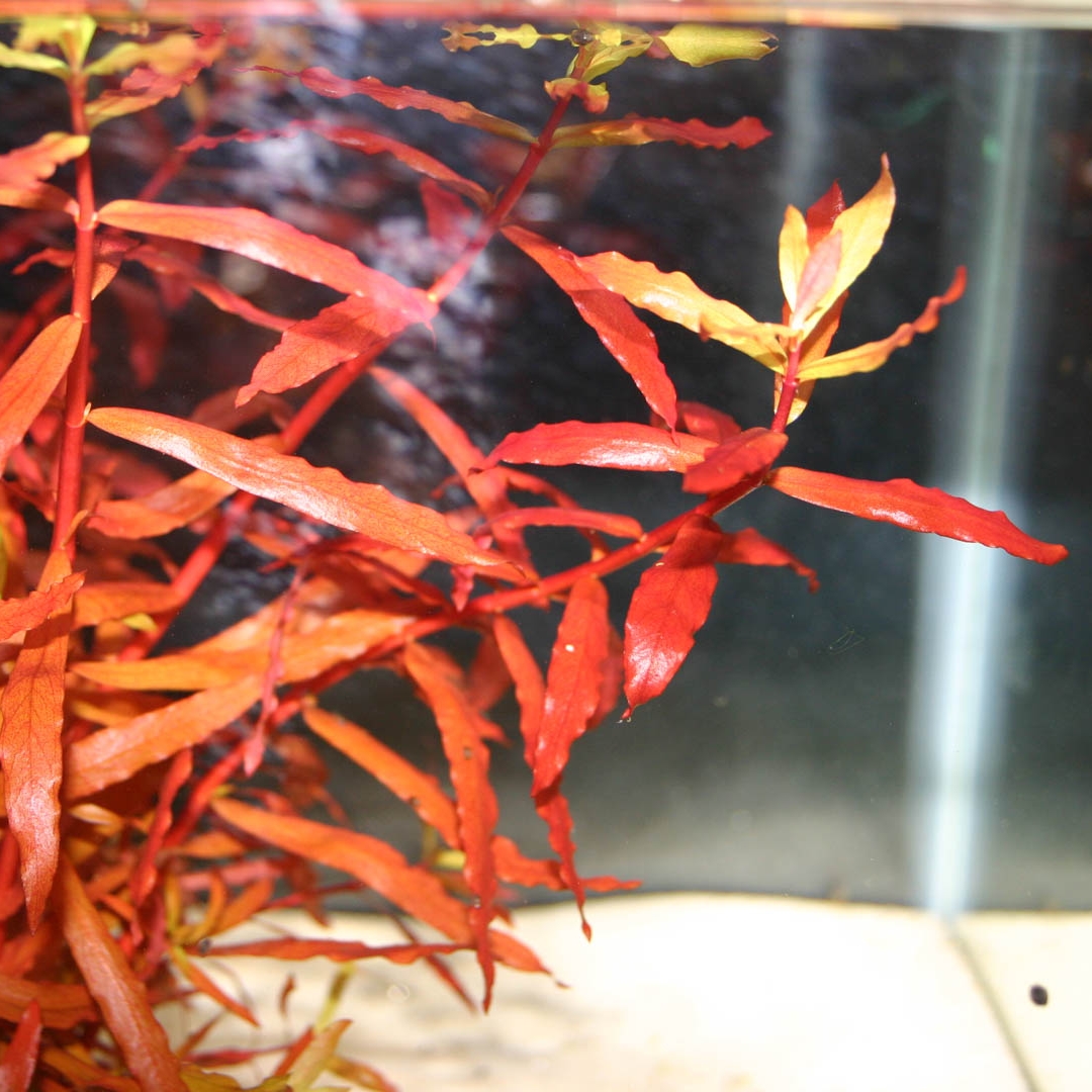 Aquarium Plants — Florida Aquatic Nurseries