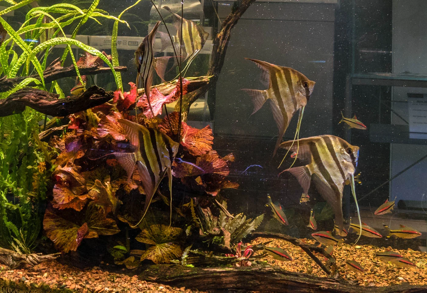Nymphaea lotus 'Red' — Florida Aquatic Nurseries