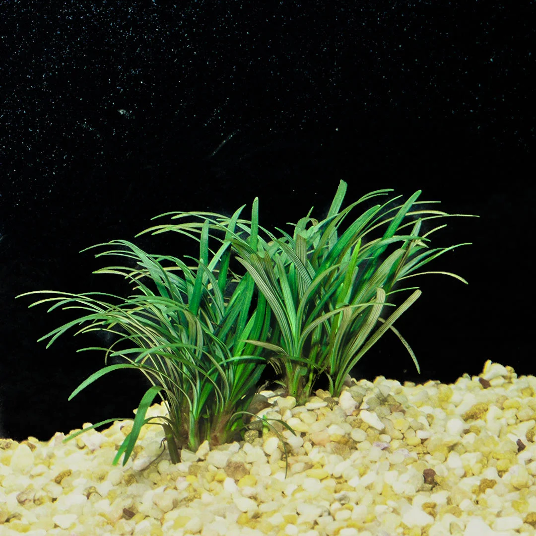 Ophiopogon 2.jpg