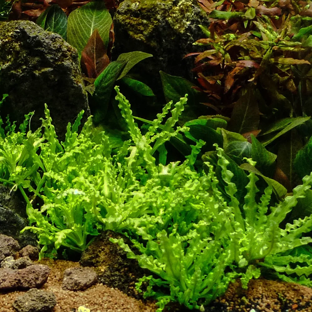 Pogostemon Portion