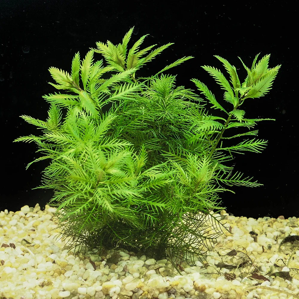 Proserpinaca Palustris