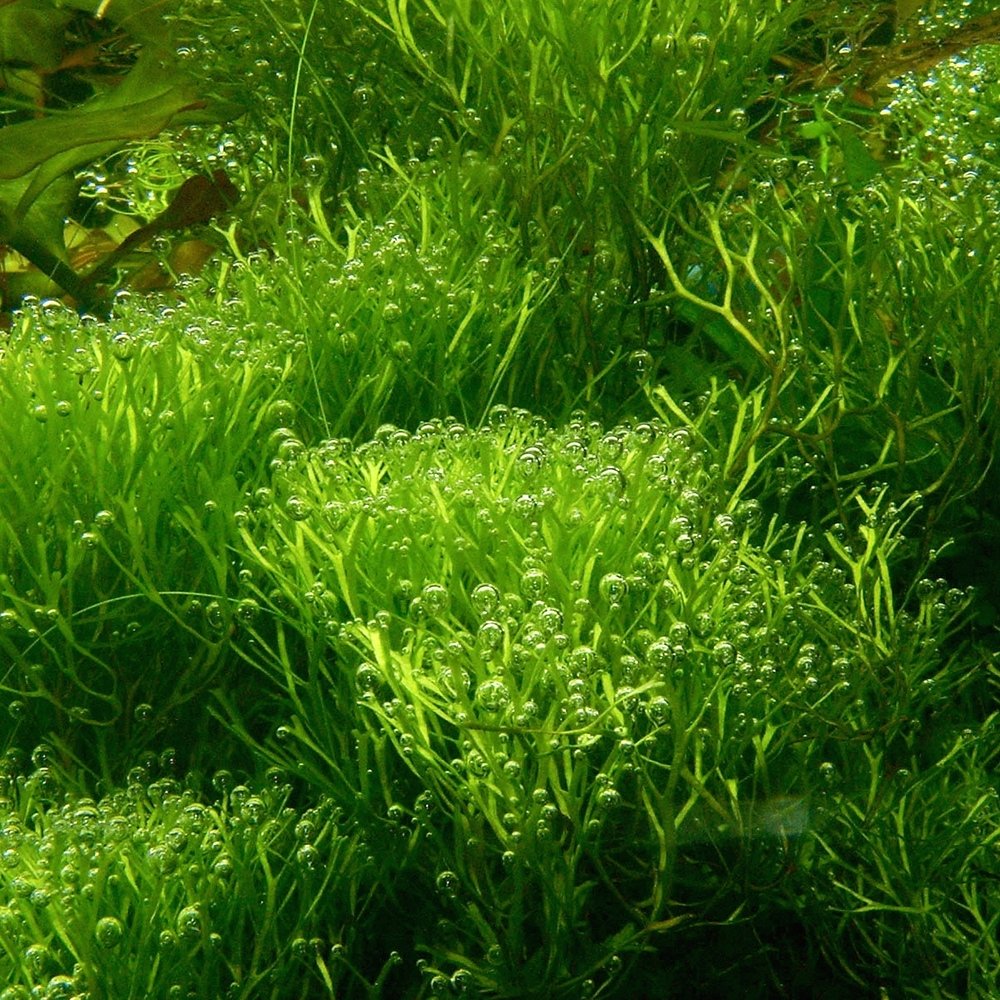 Red Root Floater Portion