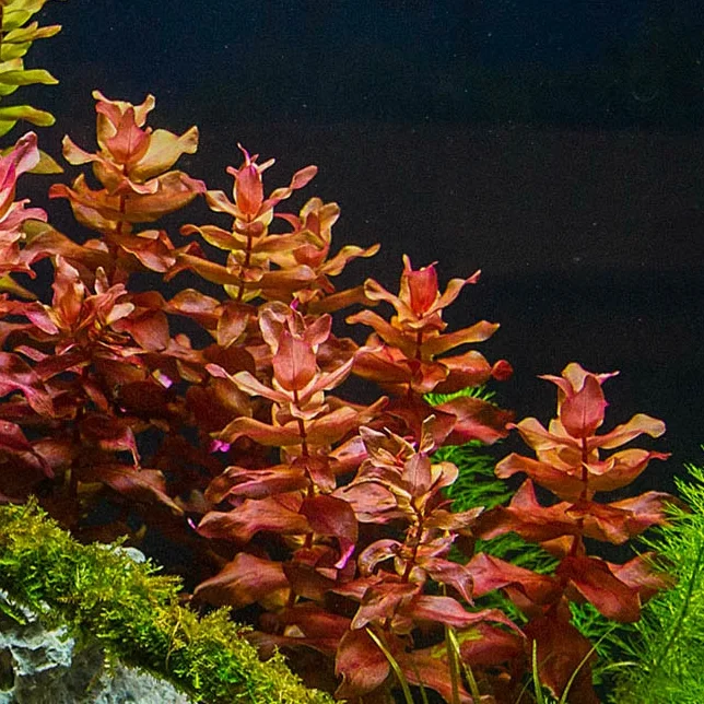 Rotala Macandra T/C Cup