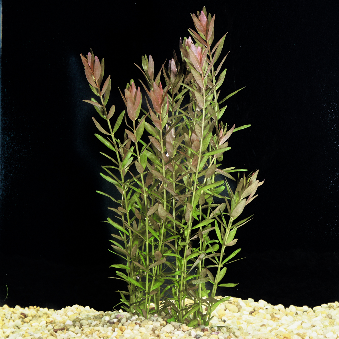 Indica rotala [Updated 2022]