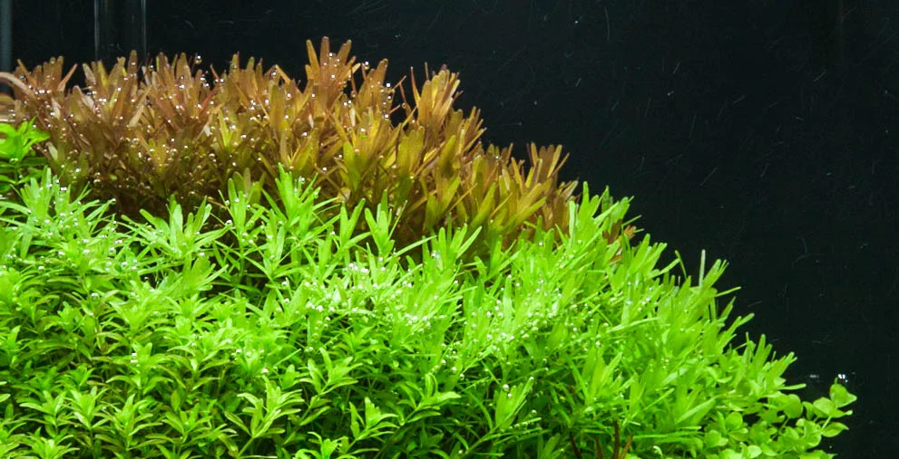 Roundleaf Toothcup Rotala Rotundifolia Indica