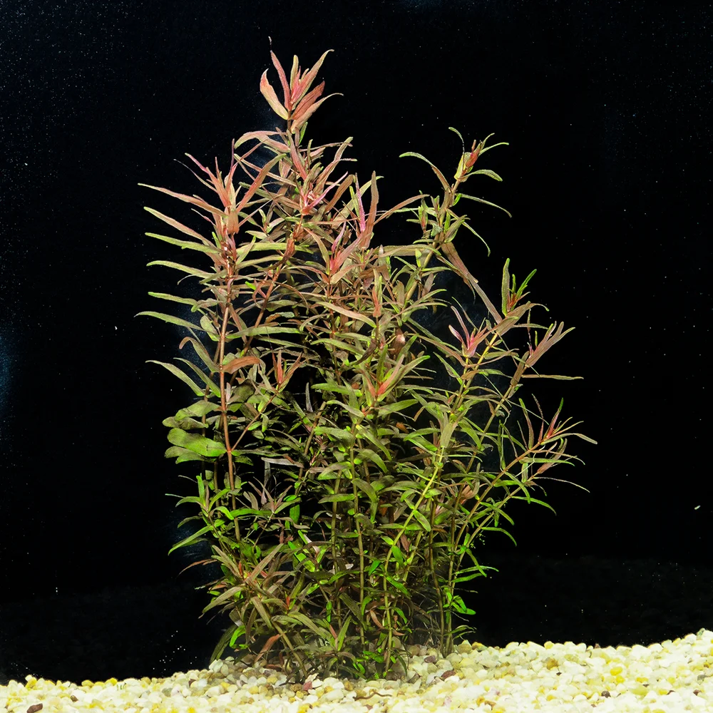 Rotala Magenta