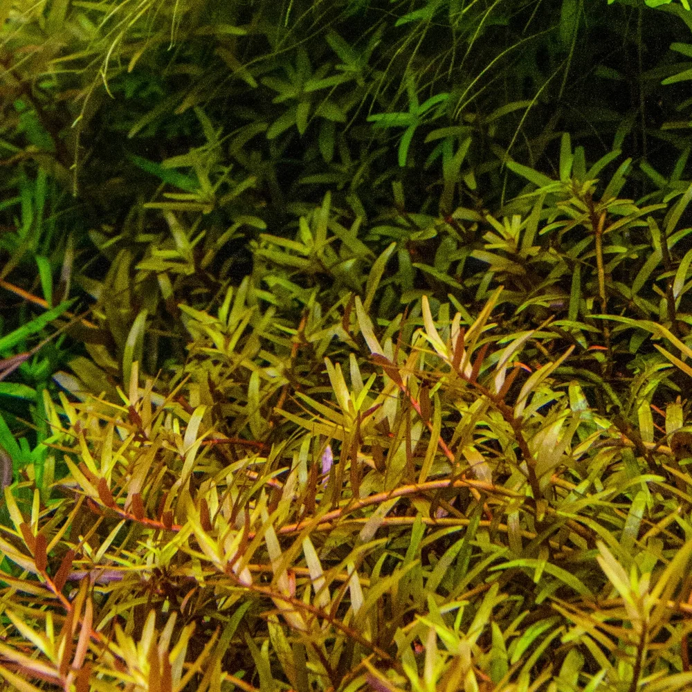 Rotala Green T/C Cup