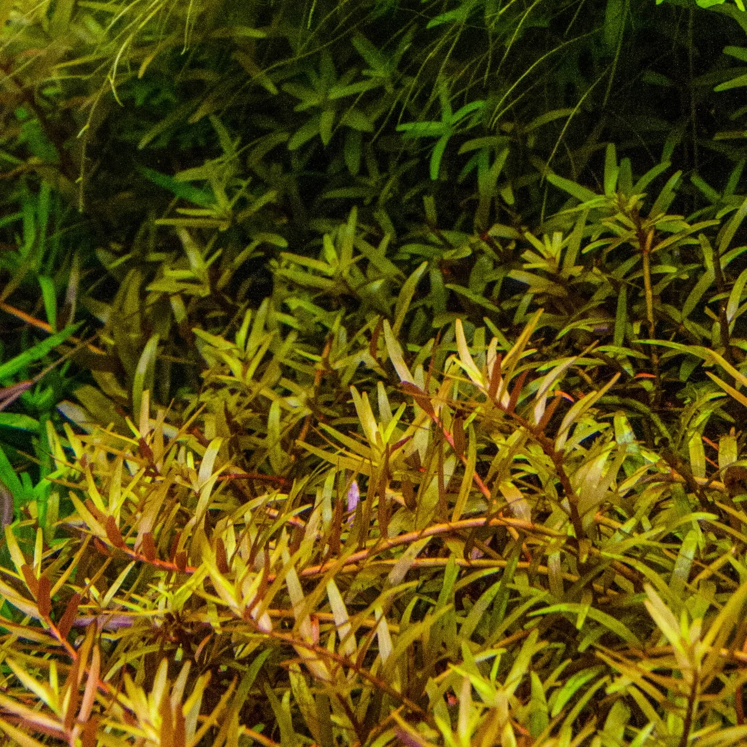 Rotala H'Ra for Sale