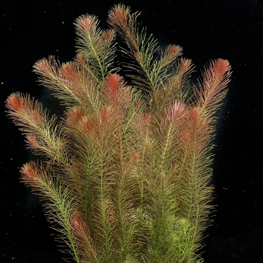 Rotala Wallichii