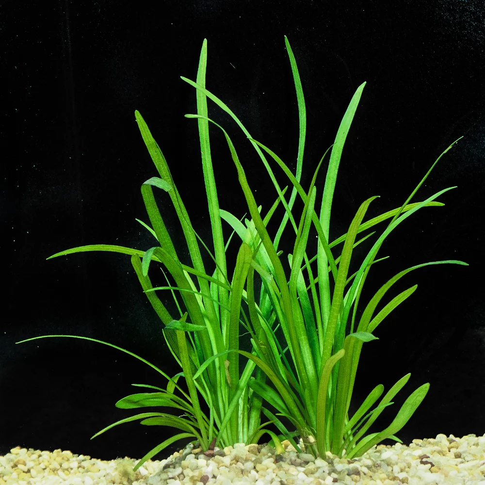 Subulata Bunch