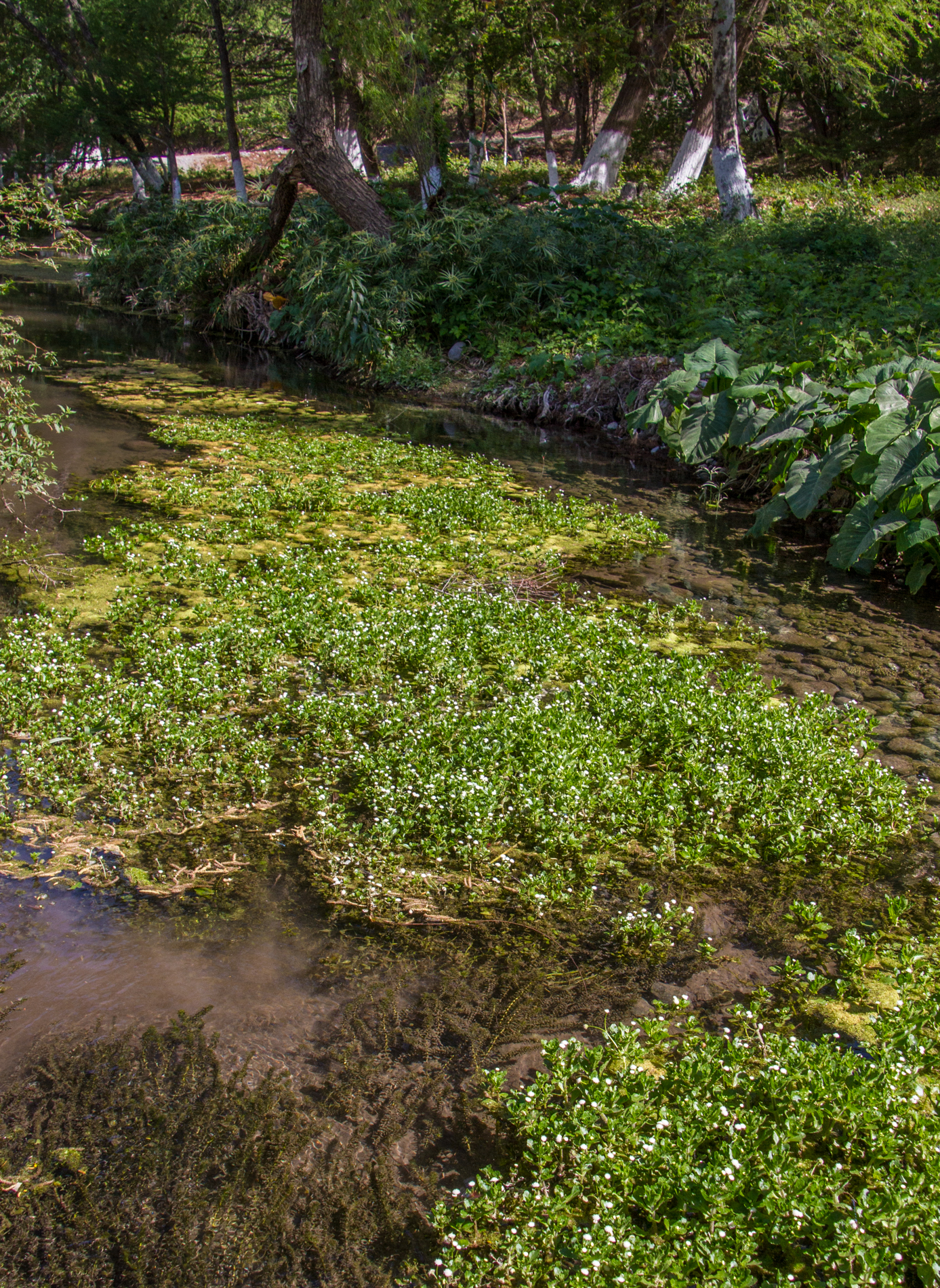 Shinnersia rivularis — Florida Aquatic Nurseries