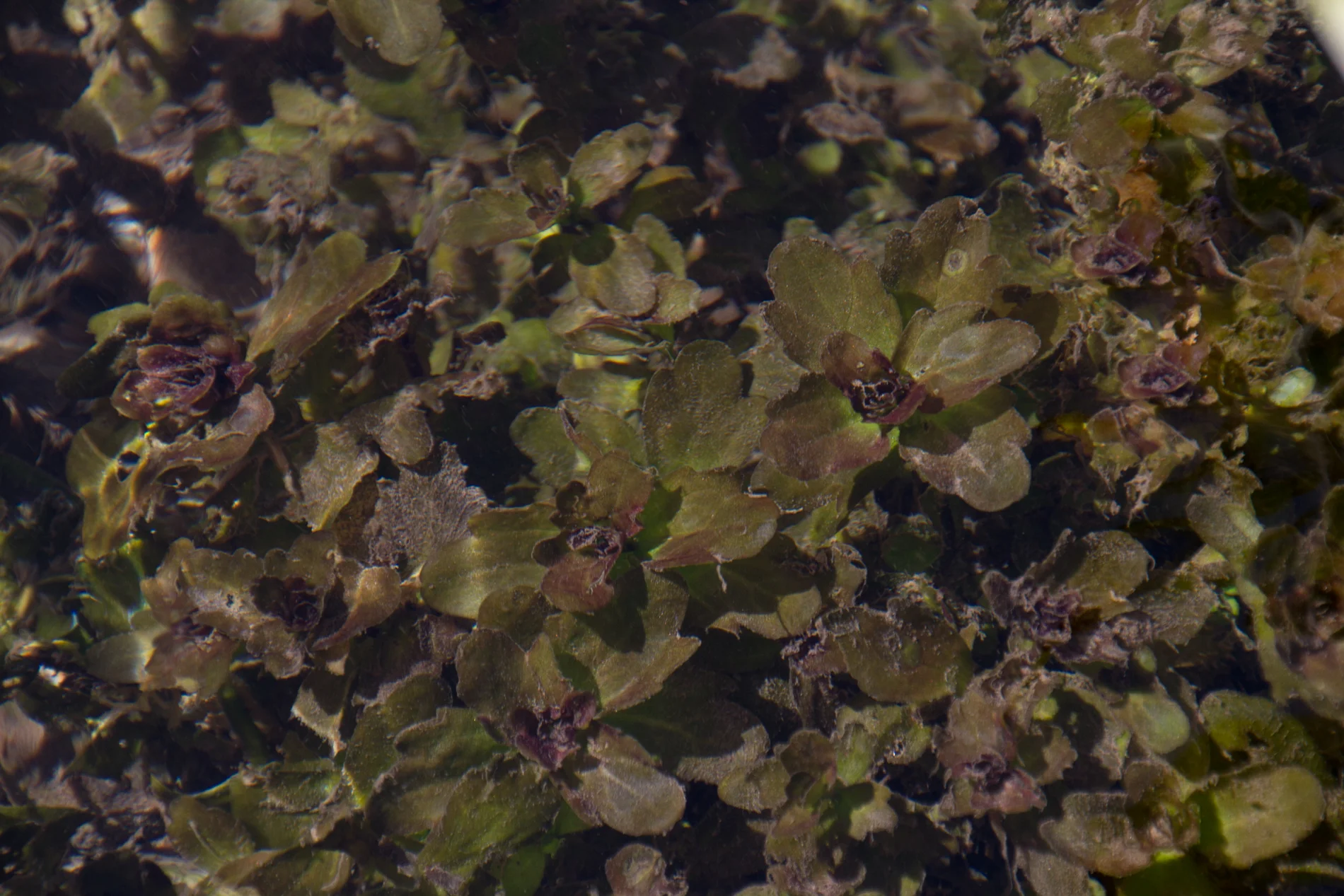Shinnersia rivularis — Florida Aquatic Nurseries
