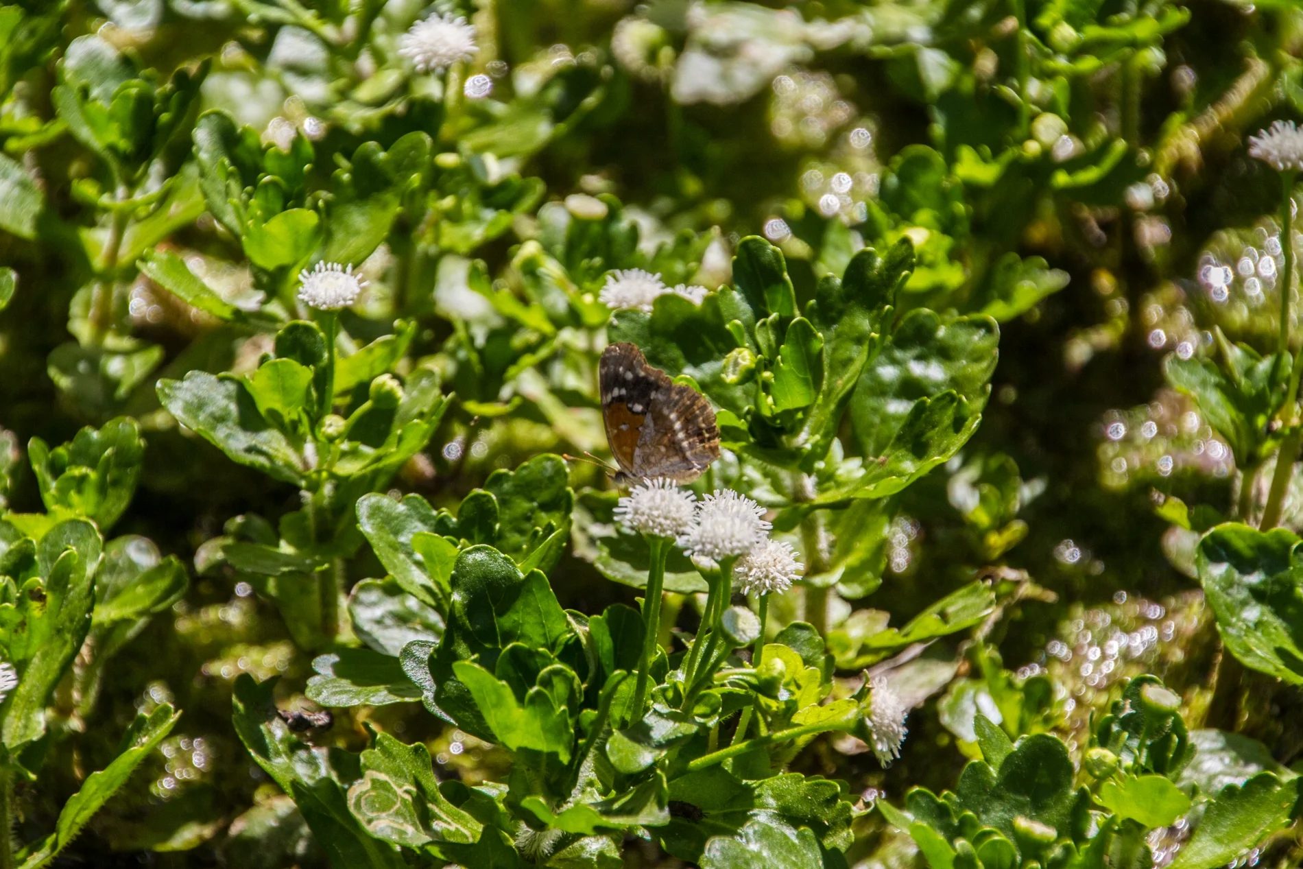 Shinnersia rivularis — Florida Aquatic Nurseries