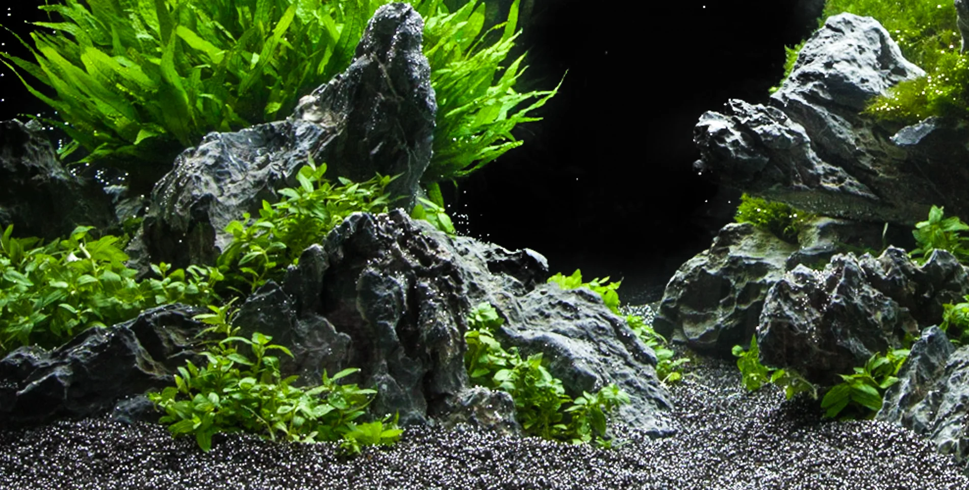 Staurogyne repens — Florida Aquatic Nurseries