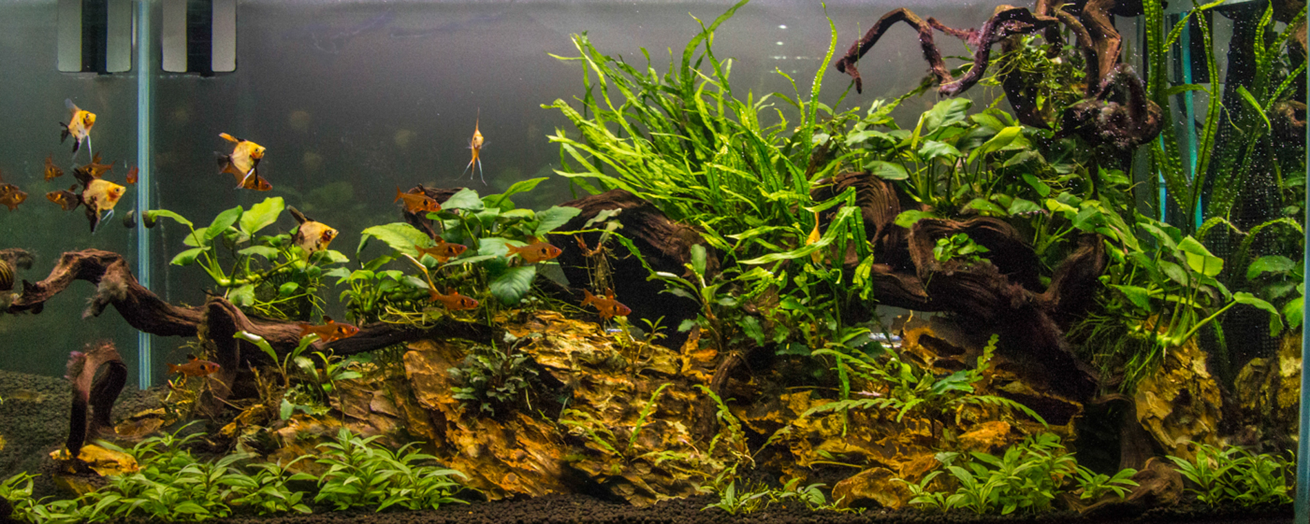 Staurogyne repens — Florida Aquatic Nurseries