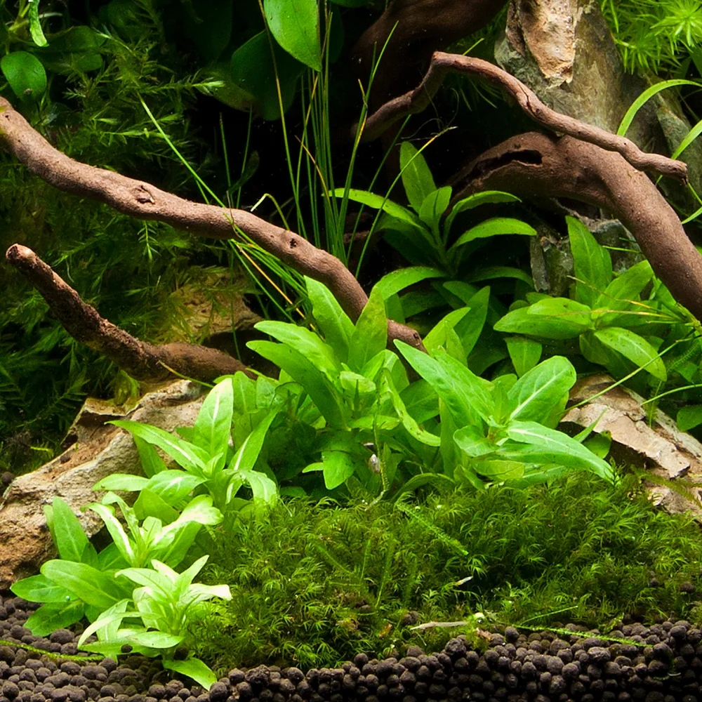 Schismatoglottis Prietoi