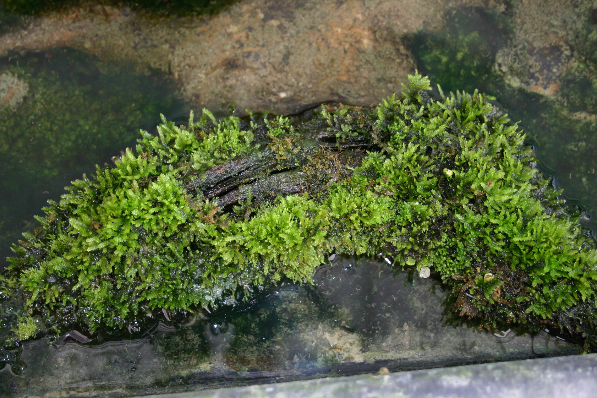 Java Moss Taxiphyllum Barbieri Portion