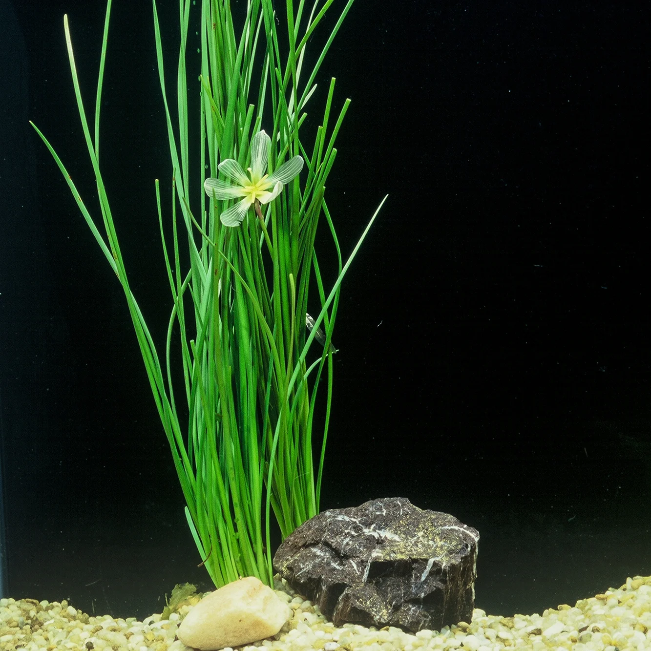 Zephyranthes candida (1 of 1).jpg