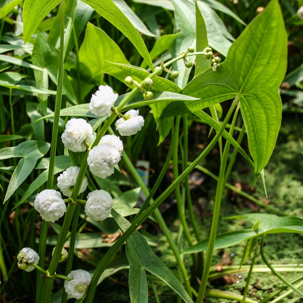 Sagittaria, Dbl Flwr Arrowhead