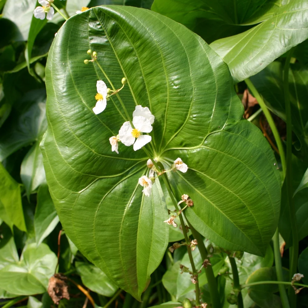 Sagittaria, Arrowhead
