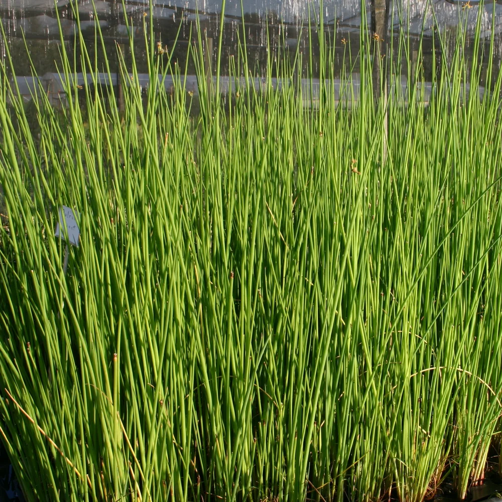 Bulrush, Giant