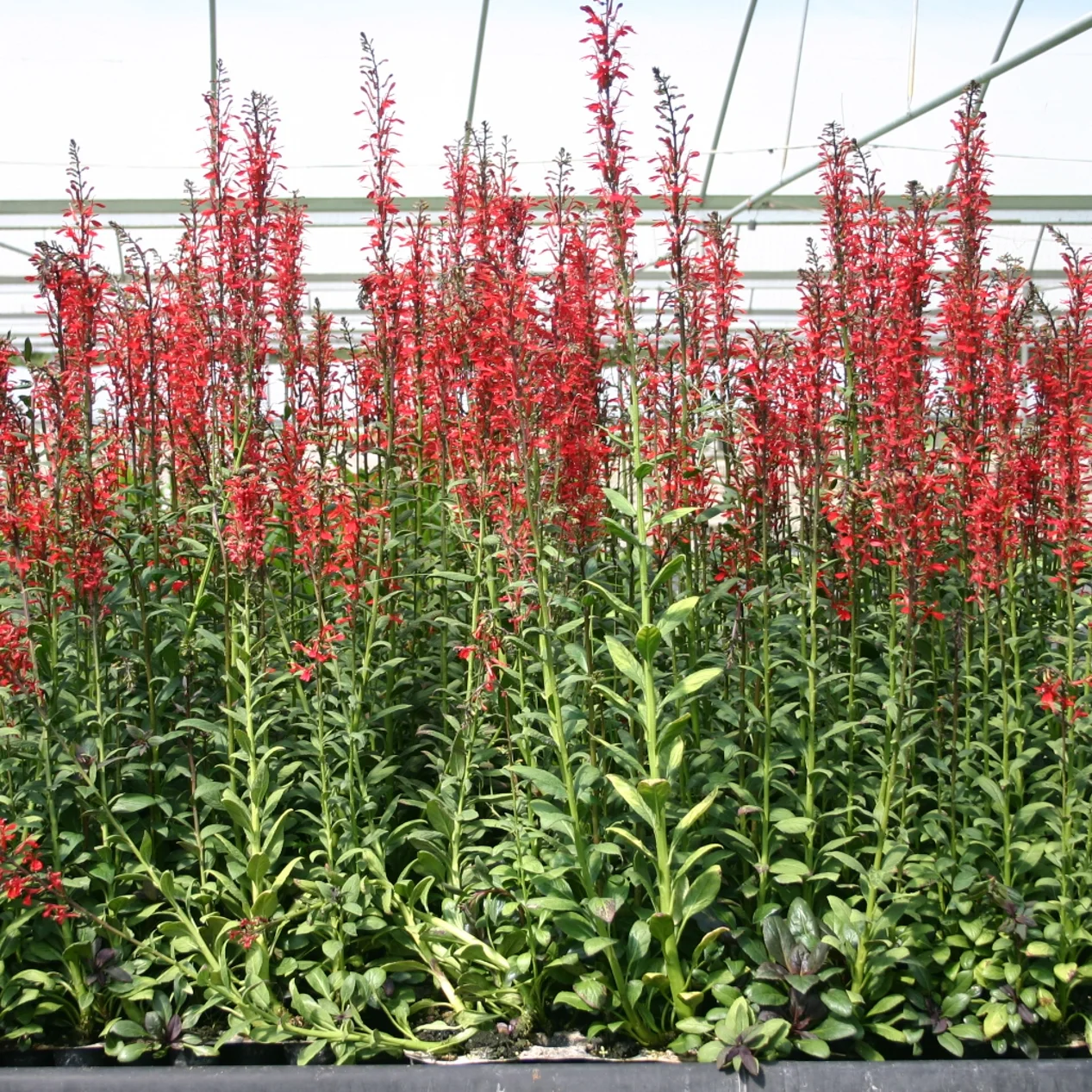 Lobelia cardinalis (1 of 1).jpg