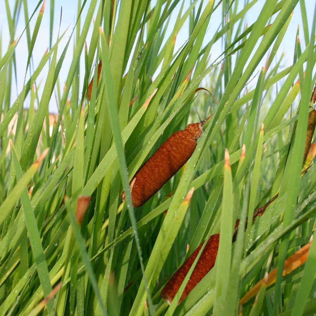 Cattail.jpg