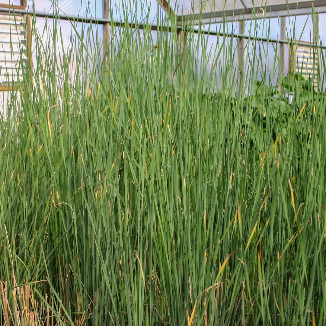 cattail+graceful.jpg