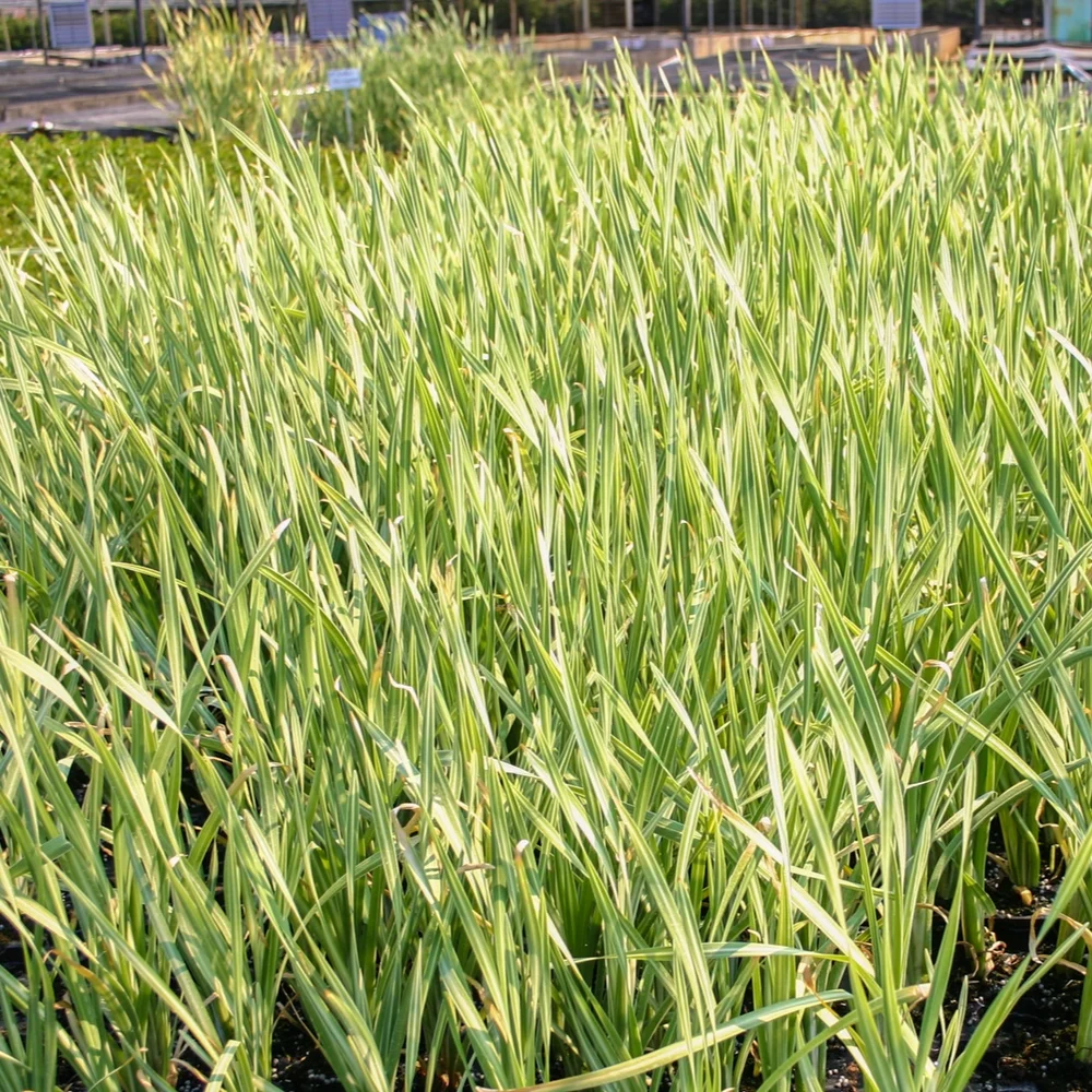 Cattail, Variegated