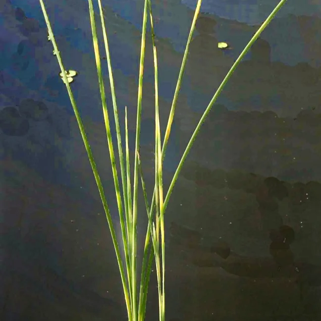 Cattail, Narrow Leaf