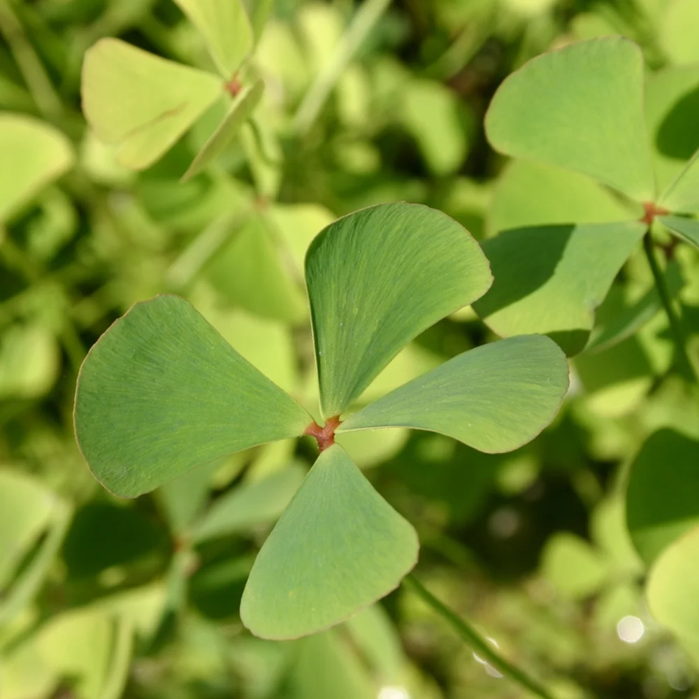 Clover, Four Leaf