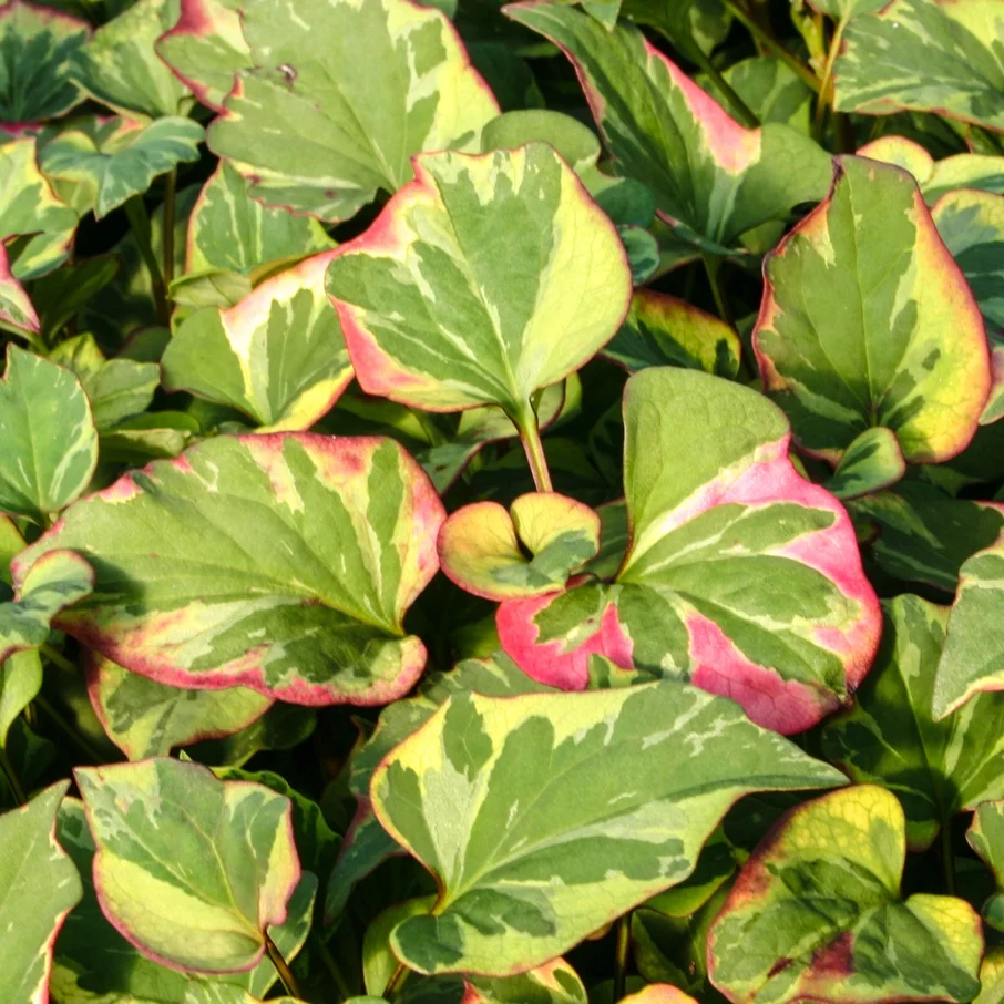 Houttuynia Chameleon