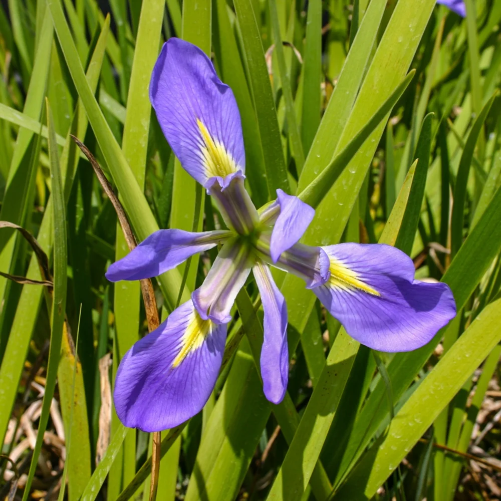 Iris, Blue