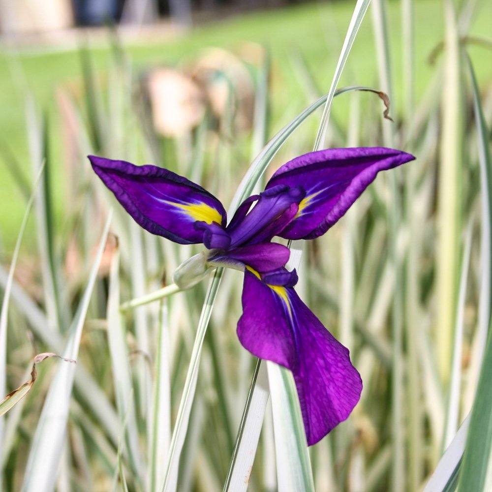 Iris, Japanese Variegated