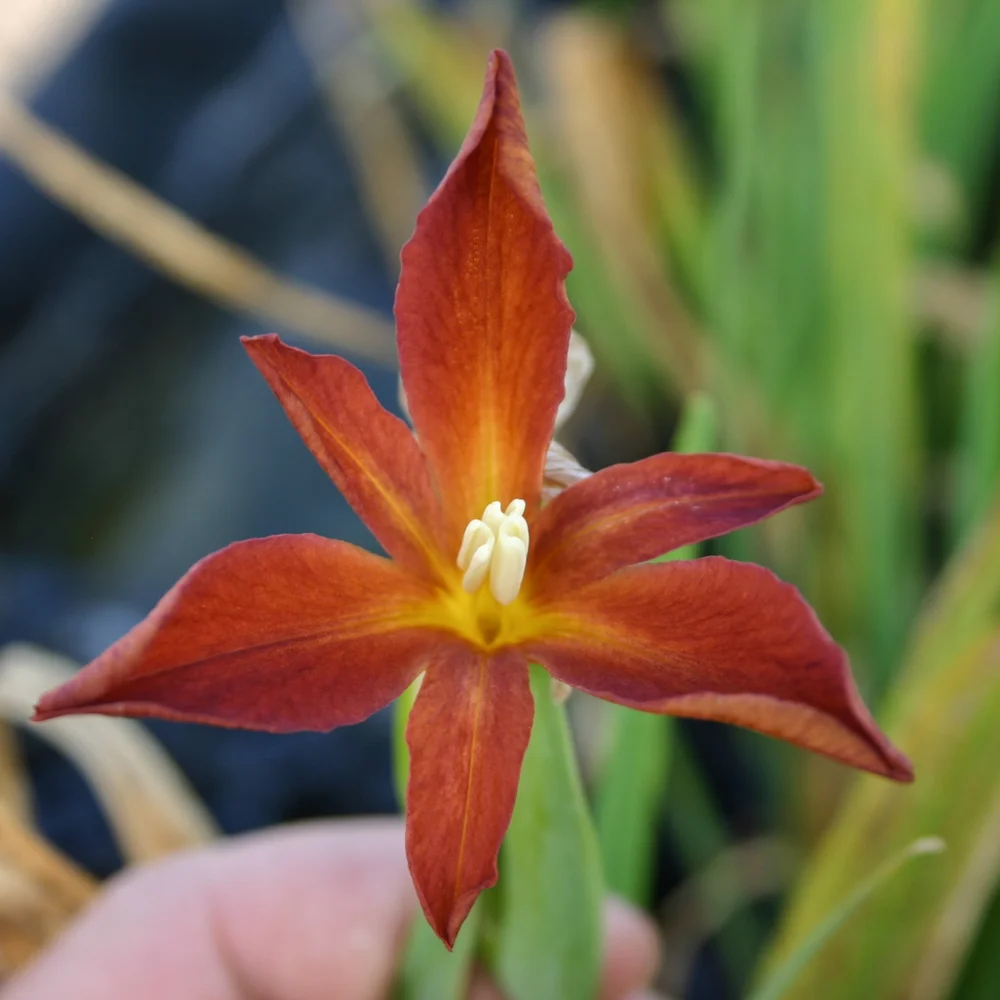 Iris, Professor Claude