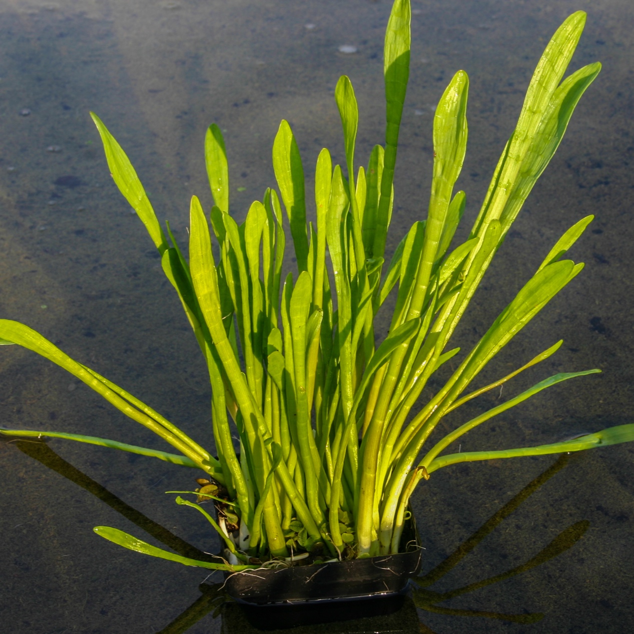 Pond Plants — Florida Aquatic Nurseries
