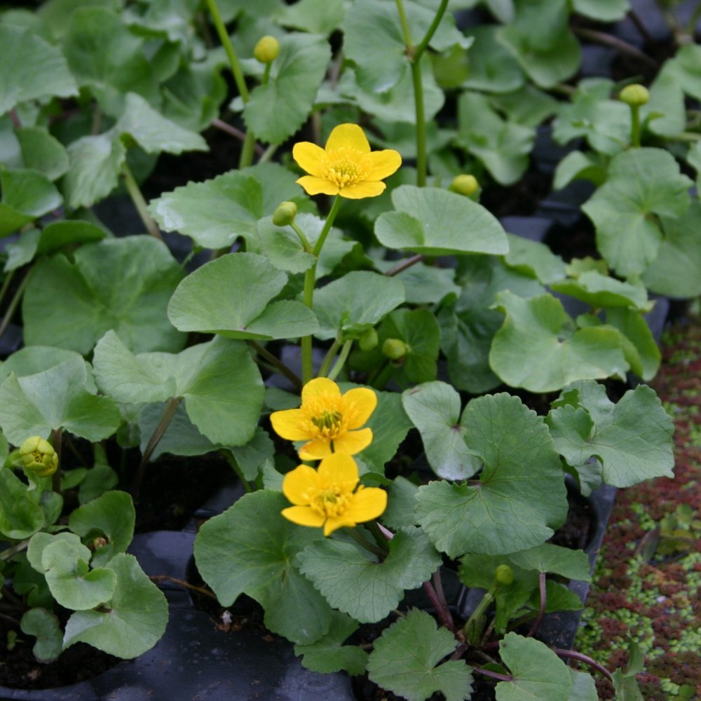 Marsh Marigold
