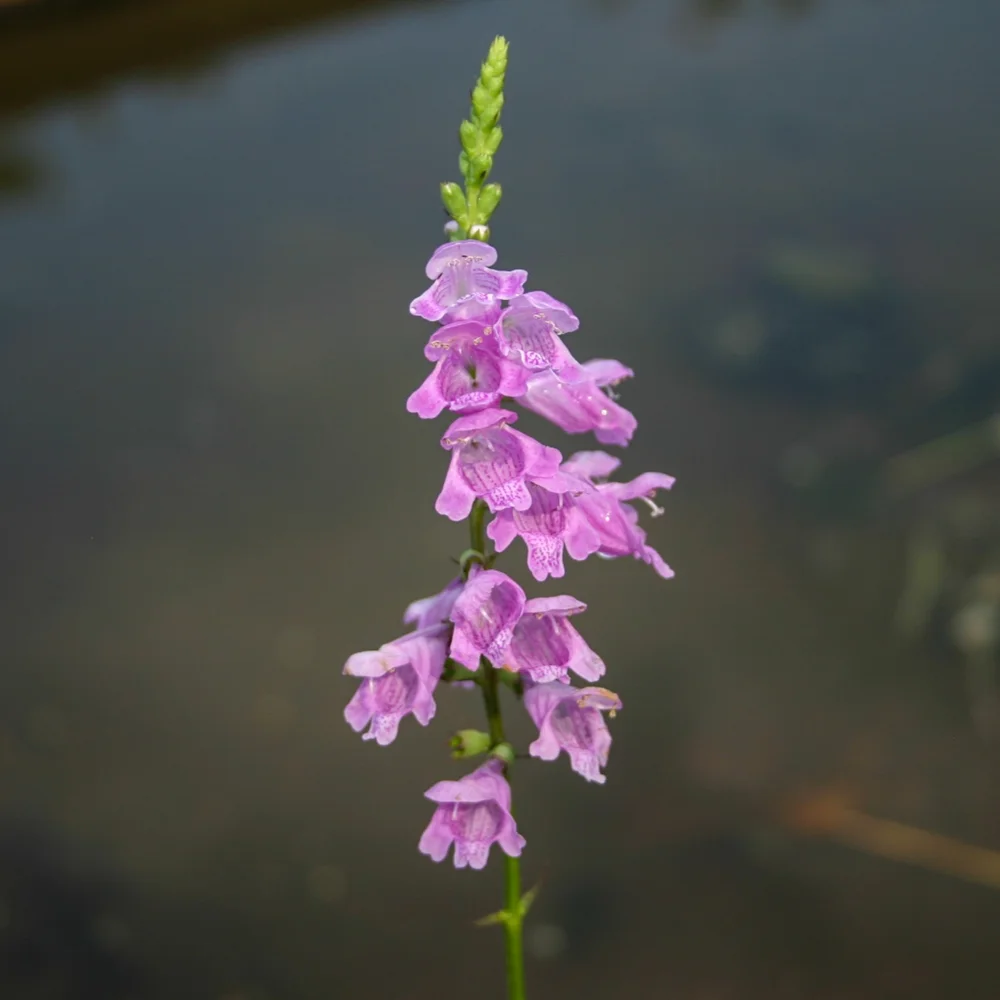 Obedient Plant