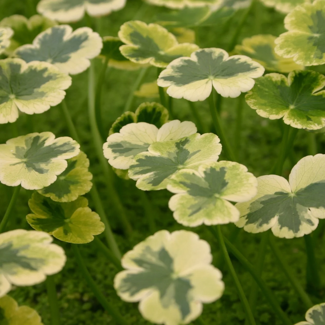 Variegated+Pennywort+%281+of+1%29.jpg