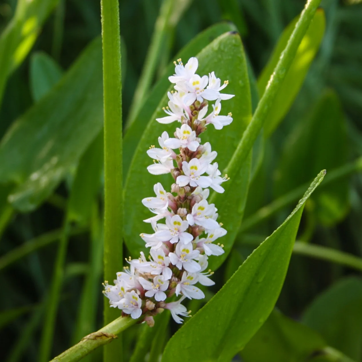 Pontederia+white+%281+of+1%29.jpg