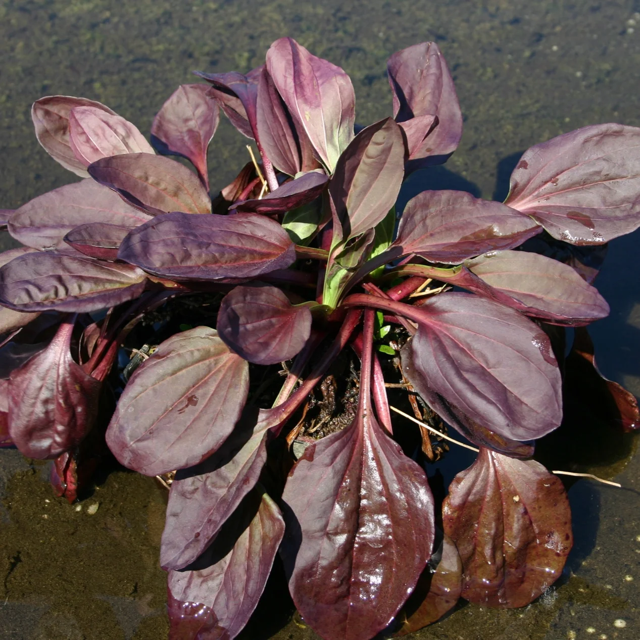 Red+Plantain+2+%281+of+1%29.jpg