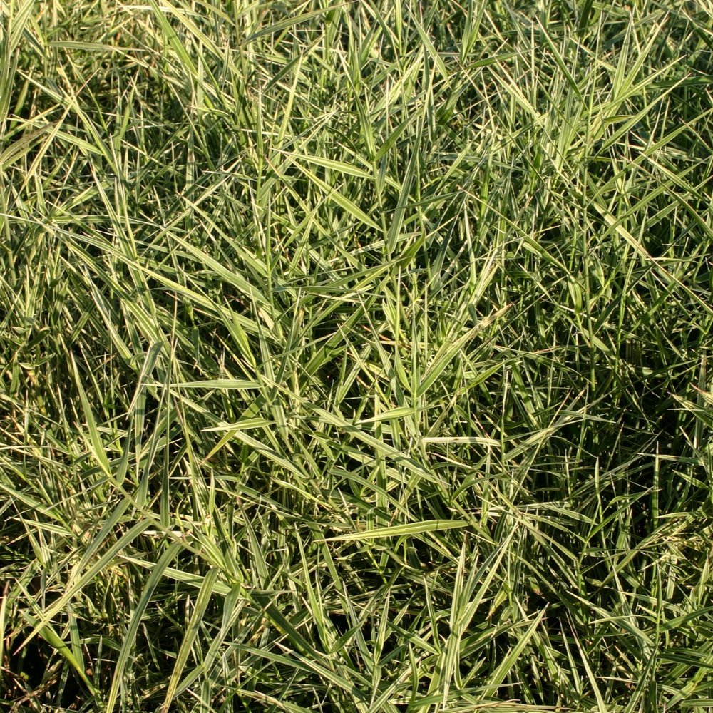 Reed 'Candy Stripe'