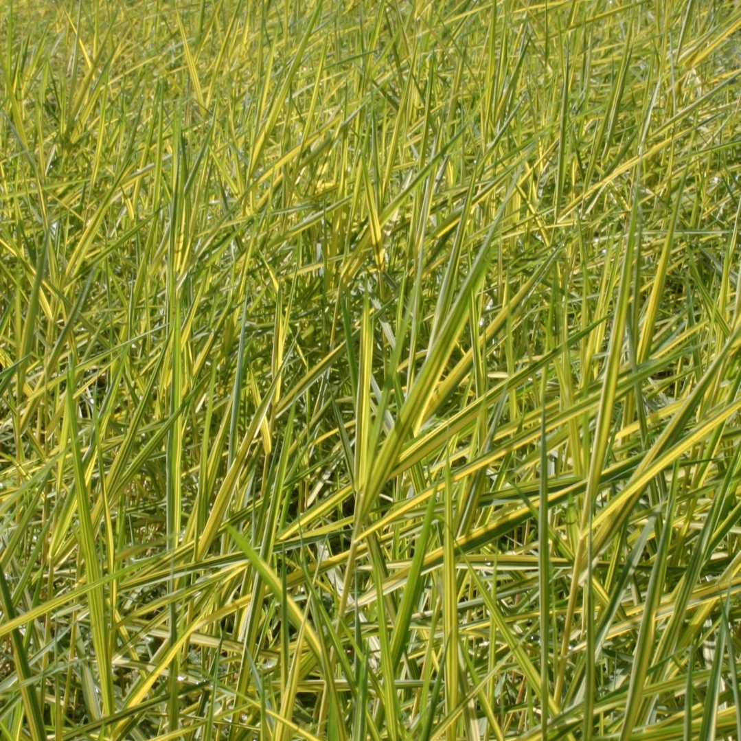 Phragmites+australis+%27Gold%27+%281+of+1%29.jpg